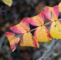 4711 Blatt-SAM_0538-1-Kopie